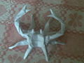 Giant spider crab-MC,1.jpg