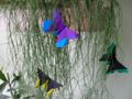 LaFossovi Motýli ( Baxter, Temko, Alexander Aztec).JPG
