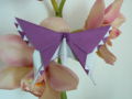 LaFossův motýl na orchii.JPG